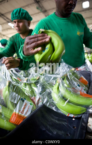 In Colombia, a banana worker on a banana farm that sells Fairtrade bananas Stock Photo