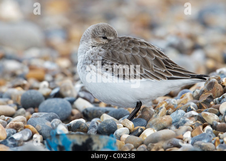 a winter plumage Dunlin roosting Stock Photo