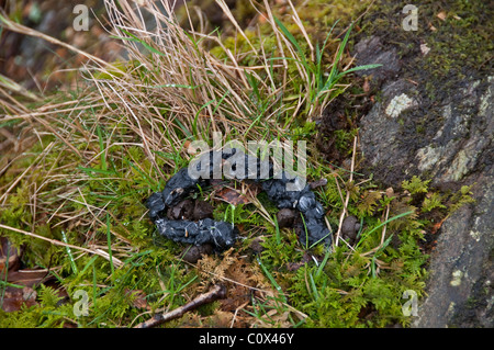 Pine Marten: Martes martes. Dropping. Inversnaid, Loch Lomond, Scotland. Stock Photo