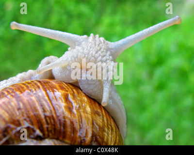 Portrait of Burgundy snail (Helix pomatia) Stock Photo