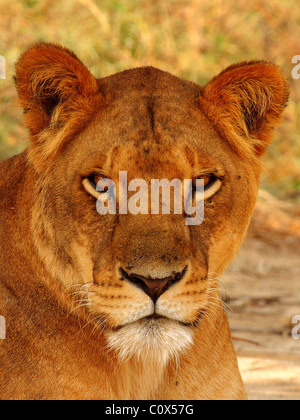 Lioness portrait Stock Photo