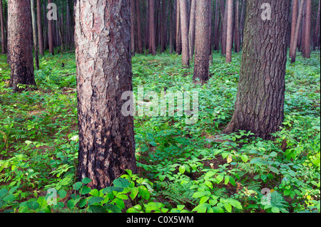 old growth red-white pine forest, Itaska Wilderness Scientific Natural Area, Clearwater County, Minnesota Stock Photo