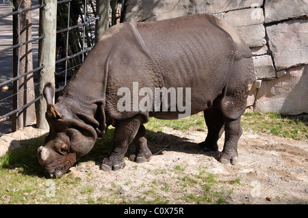 Indian Rhinoceros Stock Photo