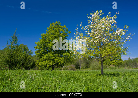 Apple tree with flowers on ble sky Stock Photo