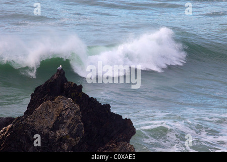 Seagull with surf perched on rock at Bedruthan Steps, Cornwall, South West England, UK, United Kingdom, GB, Great Britain, Briti Stock Photo