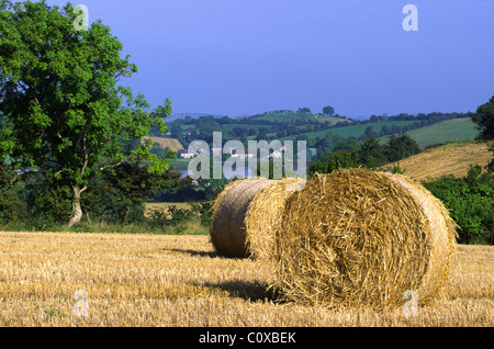 Straw Bales, Strangford Lough, Northern Ireland. Stock Photo