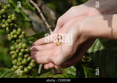Hands showing pealed coffee beans growing  in Central Highlands Lam Dong Province Vietnam Stock Photo