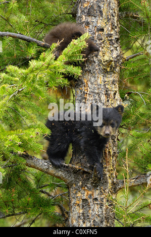 Black and cinnamon-phase bear cubs playing in a tree
