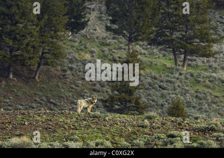 A gray wolf on a high ridge in Yellowstone