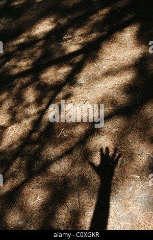 shadow of person's hand on forest floor Stock Photo