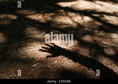 shadow of person's hand on forest floor Stock Photo