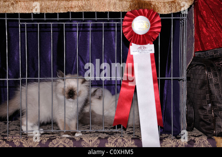 Cat show, Waco, Texas, USA - Himalayan cats and kittens in cage Stock Photo