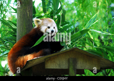 Red panda (Ailurus fulgens)  eating a bamboo leaf Stock Photo