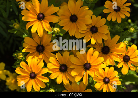 Field of yellow Coneflower Echinacea paradoxa, Germany Stock Photo