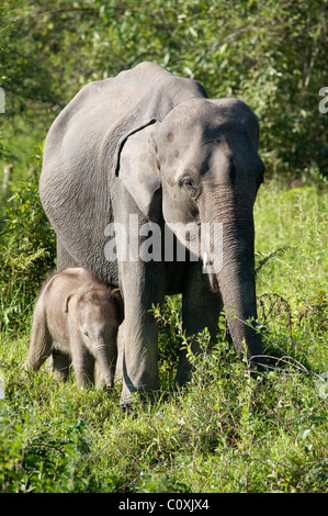 Female Asian Elephant Elephas maximus with young calf India Stock Photo