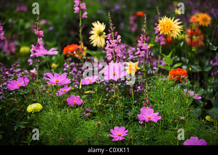 Pink Garden cosmos Cosmos bipinnatus in a field of mixed flowers, Germany Stock Photo