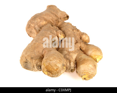Fresh Spicy Root Ginger Cooking Ingredient Against a White Background With No People and Copy Space Stock Photo