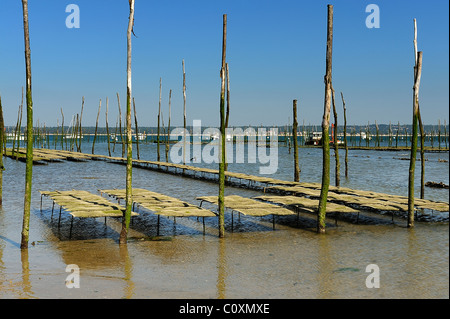 Oyster harvesting beds bordered by poles in an oyster farm in Arcachon Bay, le Cap Ferret, department of Gironde, France Stock Photo