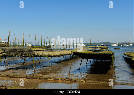 Oyster harvesting beds bordered by poles in an oyster farm in Arcachon Bay, le Cap Ferret, department of Gironde, France Stock Photo