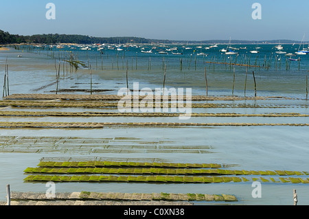 Oyster harvesting beds bordered by poles in an oyster farm in Arcachon Bay, le Cap Ferret, department of Gironde, France Stock Photo