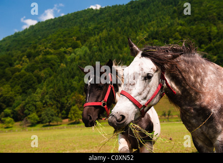 Photograph of two grazing horses, a mare and a foal, on pasture field near hill. Close-up shot. Stock Photo