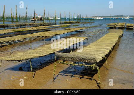 Oyster harvesting beds bordered by poles in an oyster farm in Arcachon Bay, le Cap Ferret, department of Gironde, France Stock Photo