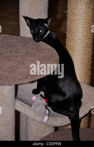 Black Oriental Shorthair cat - this cat is blind and has its retina missing Stock Photo