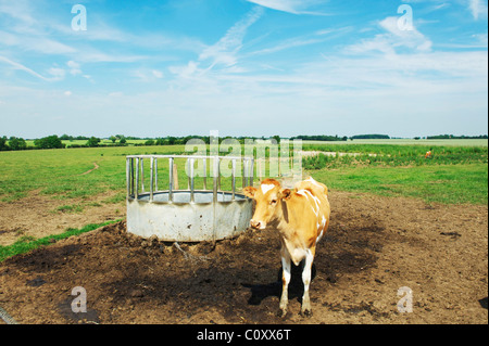 lone cow stands in a farmers field after feeding on a hot summer day Stock Photo