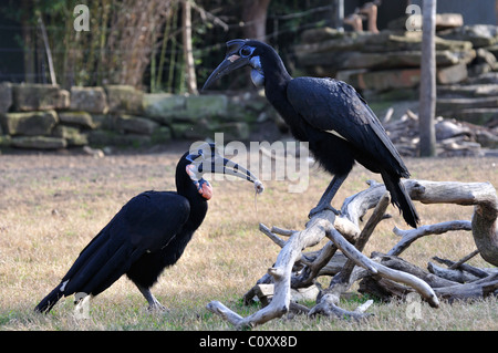 Abyssinian Ground Hornbill - a male bird offering a mouse to a female as a part of courtship Stock Photo