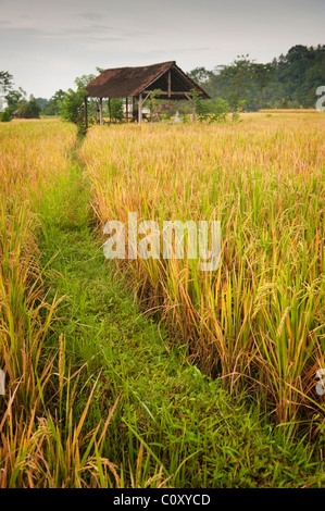 A closeup of a mature rice crop in the Sideman Valley of Bali, Indonesia. Stock Photo