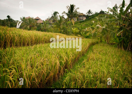 A closeup of a mature rice crop in the Sideman Valley of Bali, Indonesia. Stock Photo