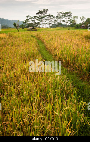 A closeup of a mature rice crop in the Sideman Valley of Bali, Indonesia. Stock Photo