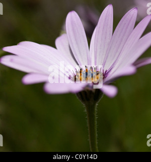Aster ' Little Carlow' beautiful daisy like flowers Stock Photo