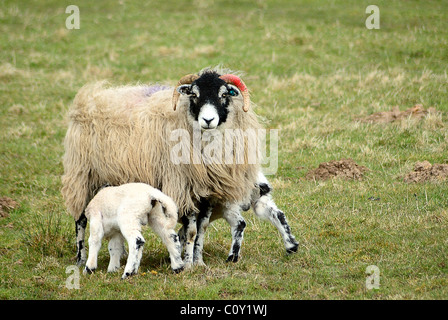Two newborn lamb lambs on a farmers field at Appleby in Westmoorland looking right into the camera in a parallel formation. Stock Photo