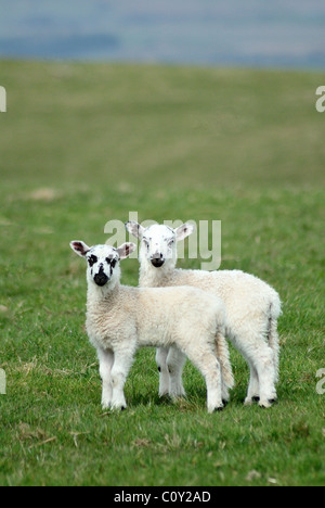 Two spring lambs on a farmers field at Appleby in Westmoorland looking right into the camera in a parallel formation. Stock Photo