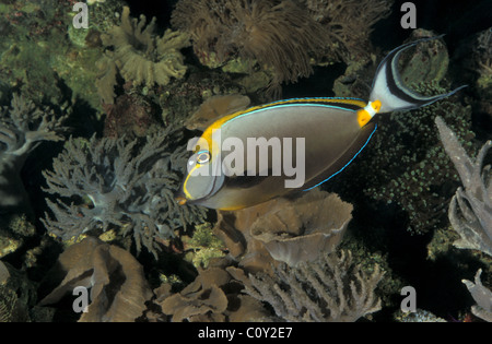 Naso Blonde Tang - Orange-spine unicornfish - Elegant unicornfish (Naso elegans) swimming in coral reef Stock Photo