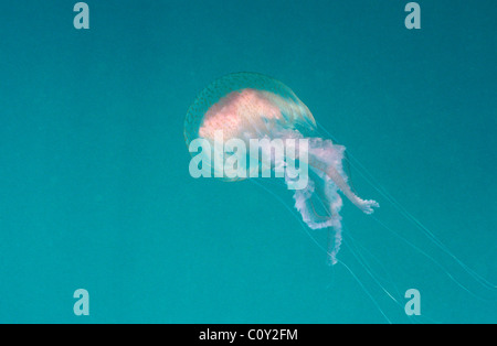 Luminescent jellyfish - Mauve stinger (Pelagia nocticula - Pelagia noctiluca) swimming Stock Photo