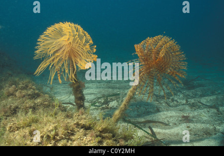Sabellid Yellow Spiral tube-worm - Red feather duster - Sabellid worm - Fan worm ...