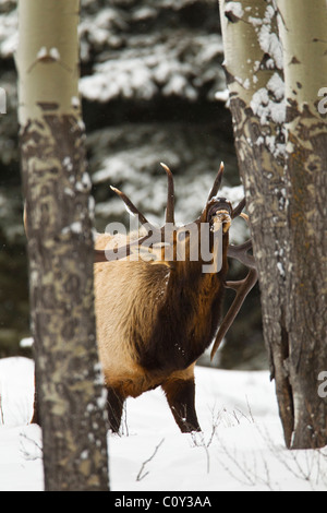 A mature bull elk tastes the air in Banff National Park, Alberta Canada, on Feb 4, 2011. Photo by Gus Curtis Stock Photo