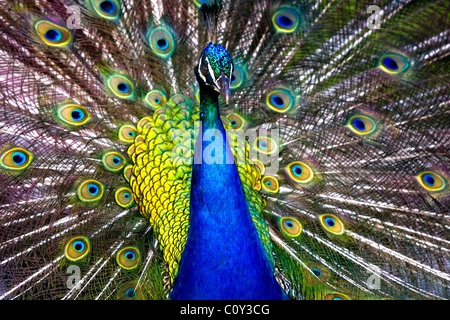 Peacock in full bloom Stock Photo