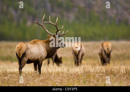 A Bull elk watches over his harem of cows. Some are of the cows seen in the background.  Photo by Gus Curtis. Stock Photo