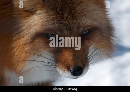 Close-up of a Red Fox. Stock Photo
