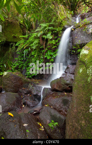 cascading stream, Green Mountains section, Lamington National Park, Queensland, Australia Stock Photo