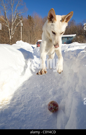 White German shepherd dog plays outdoors in snow with a ball, funny animal funny dog Stock Photo