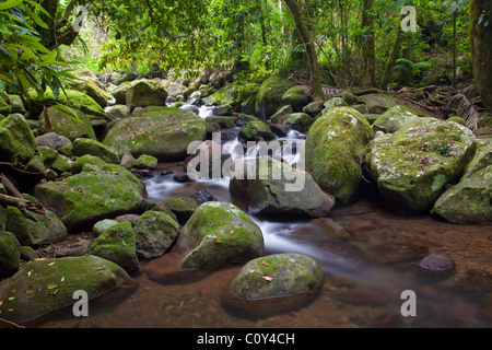 Canungra Creek, Green Mountains section, Lamington National Park, Queensland, Australia Stock Photo