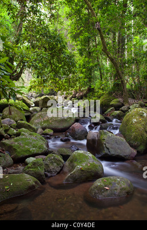 Canungra Creek, Green Mountains section, Lamington National Park, Queensland, Australia Stock Photo