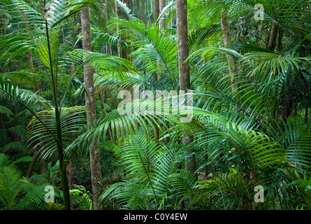 piccabeen palm grove, Witches Falls reserve, Tamborine National Park, Queensland, Australia Stock Photo