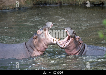 Hippo, Hippopotamus amphibius, yawning threat display, Orangi River, Serengeti Stock Photo