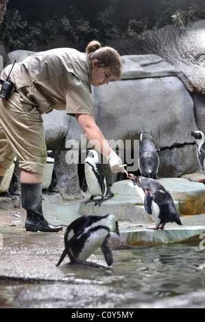 Zoo worker at Fort Worth Zoo, Texas, USA - feeding penguins Stock Photo