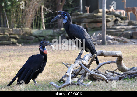 Abyssinian Ground Hornbill - a male bird offering a mouse to a female as a part of courtship